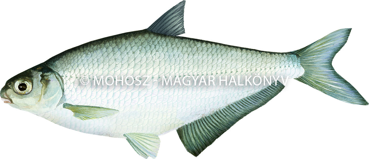 Bagolykeszeg