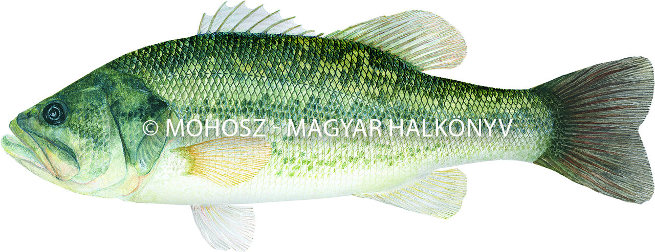 Pisztrángsügér