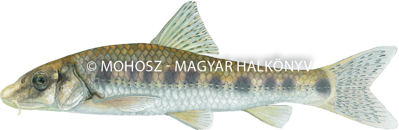 Fenékjáró küllő