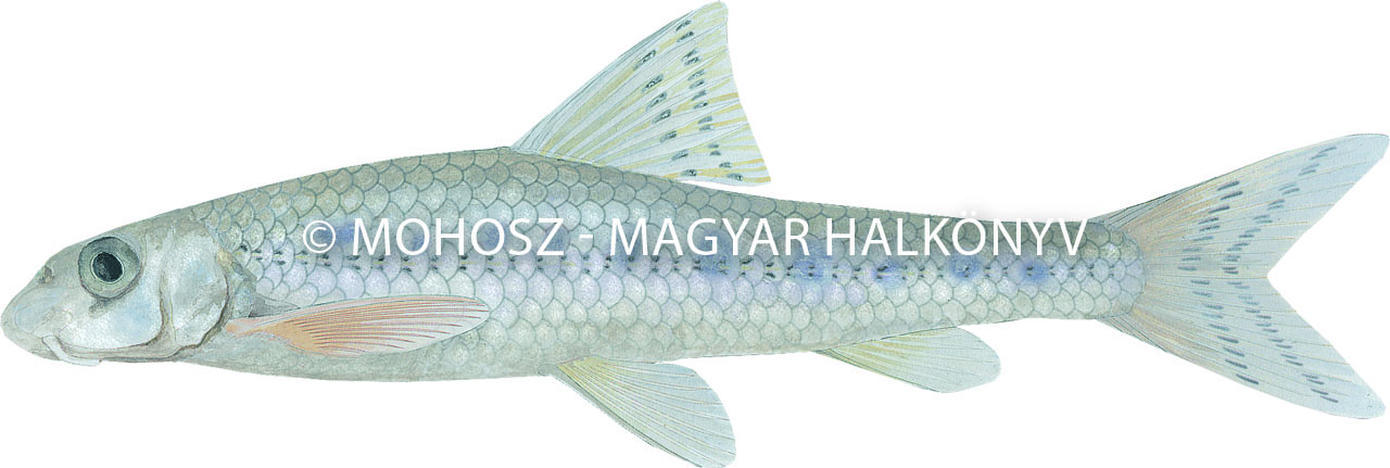 Halványfoltú küllő