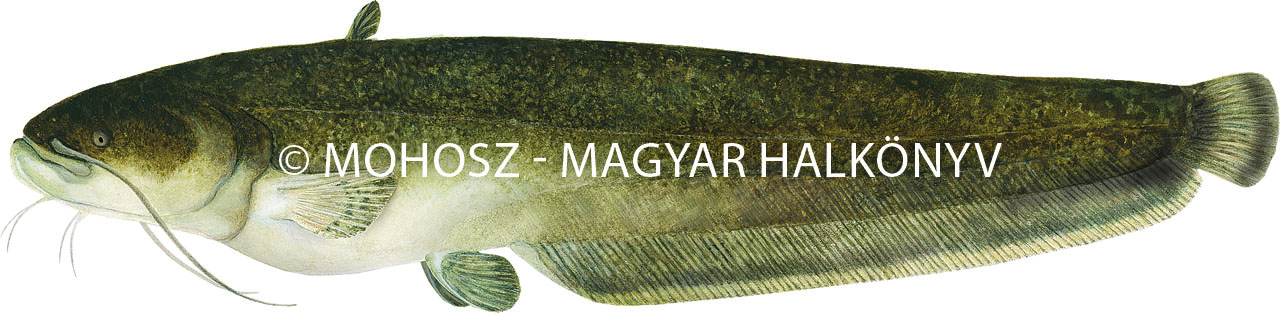 Harcsa