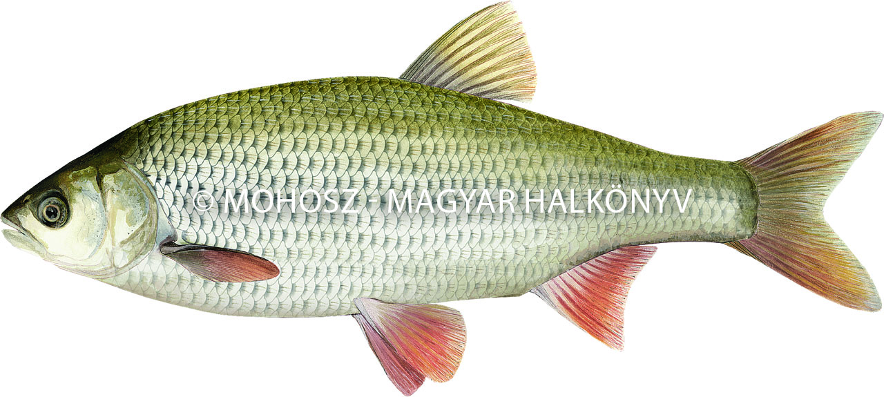 Jászkeszeg