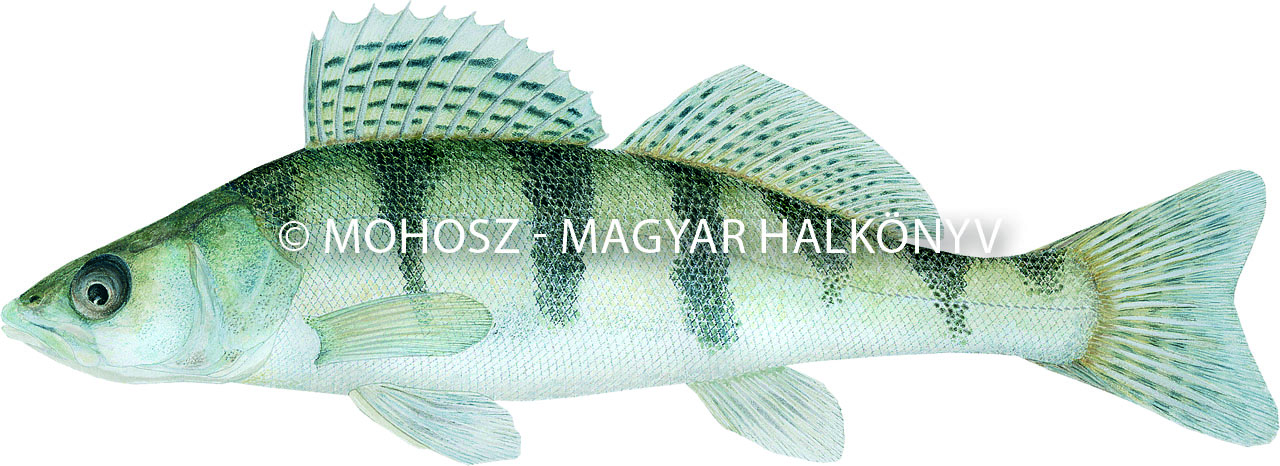 Kősüllő