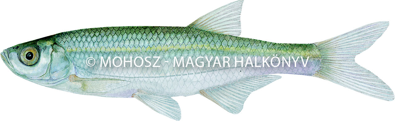 Küsz