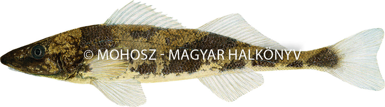 Magyar bucó