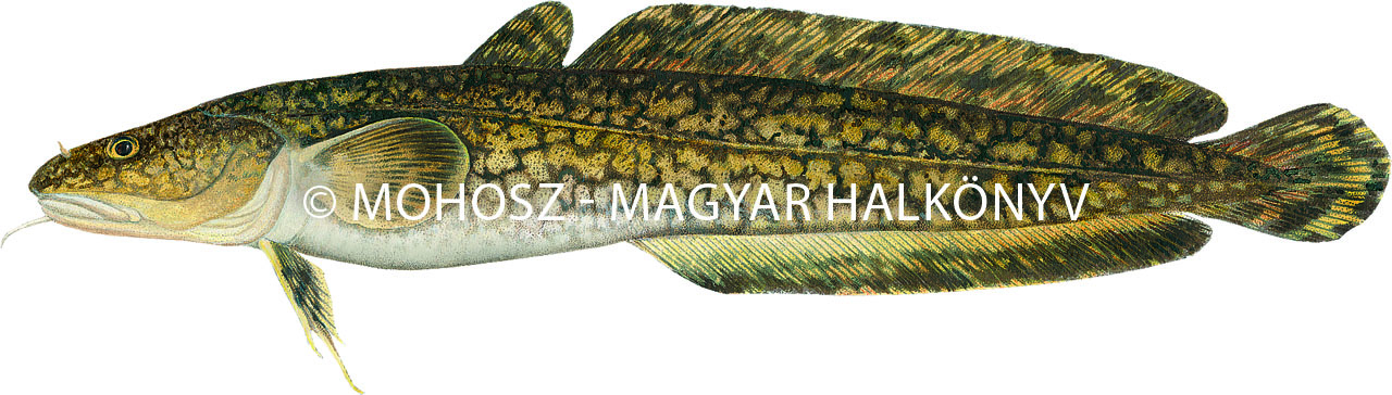 Menyhal