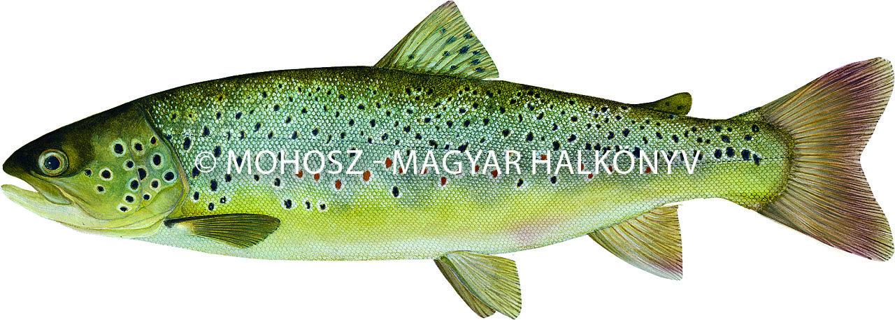 Sebes pisztráng