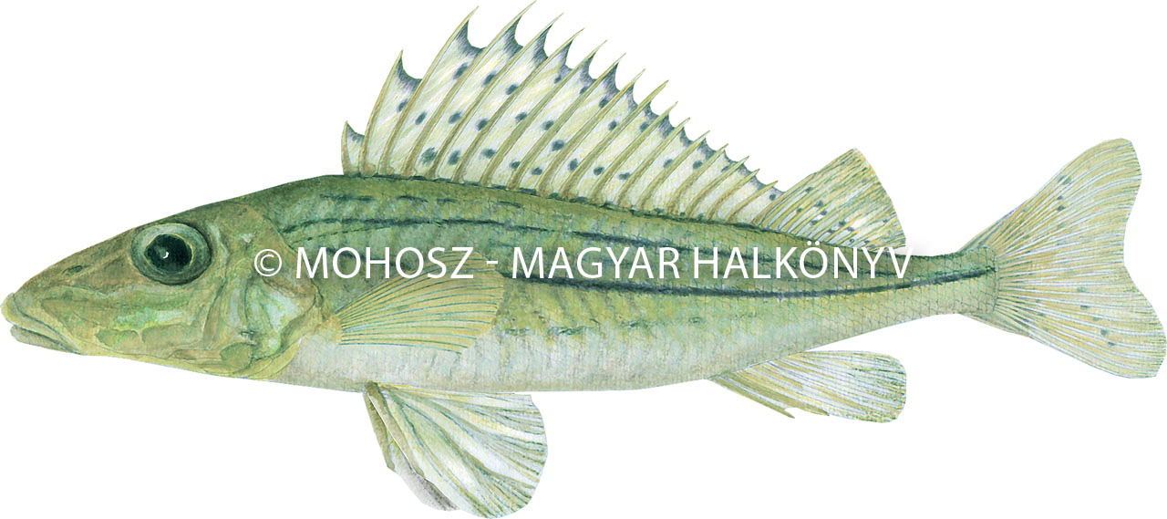 Selymes durbincs