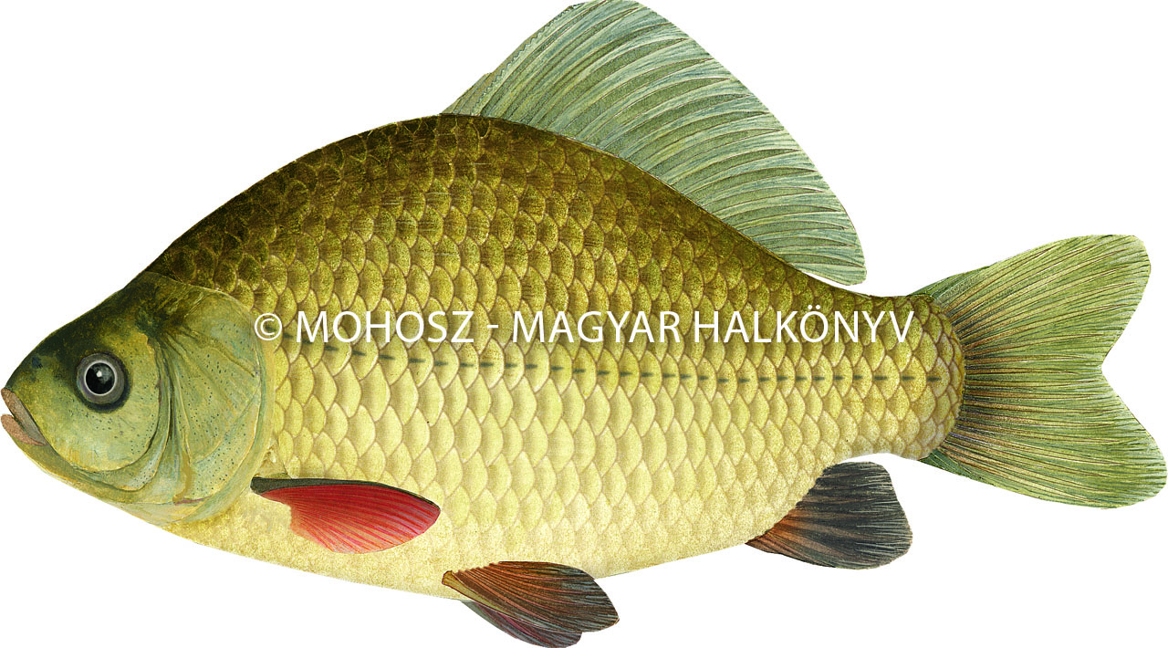 Széles kárász