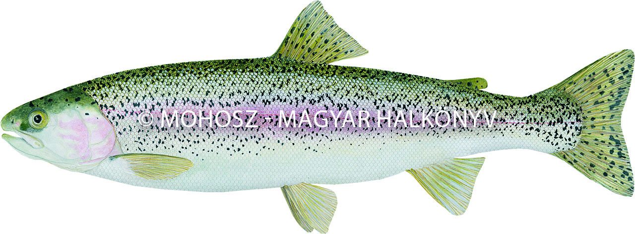 Szivárványos pisztráng