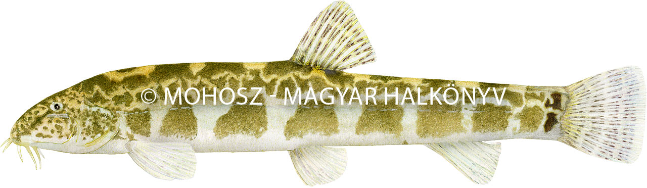 Törpecsík
