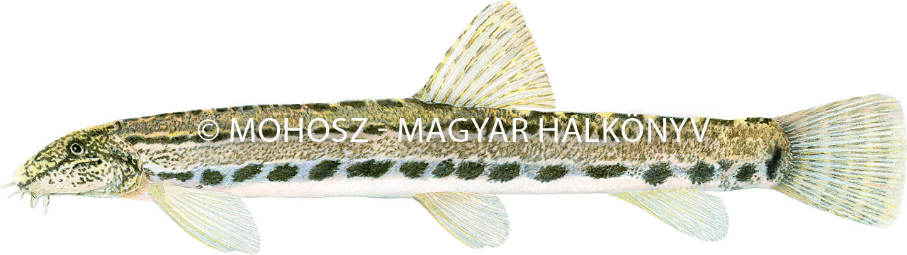 Vágó csík