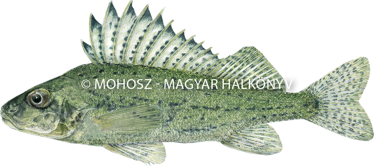 Vágó durbincs