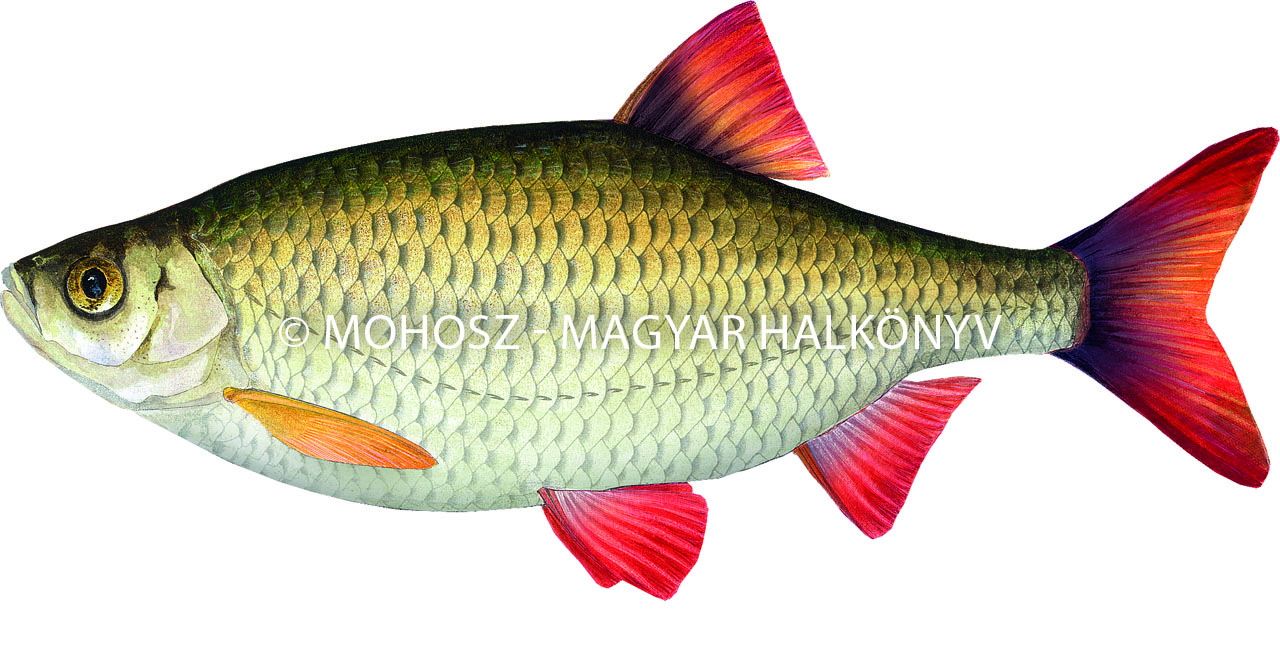 Vörösszárnyú keszeg 