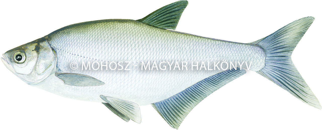 Laposkeszeg